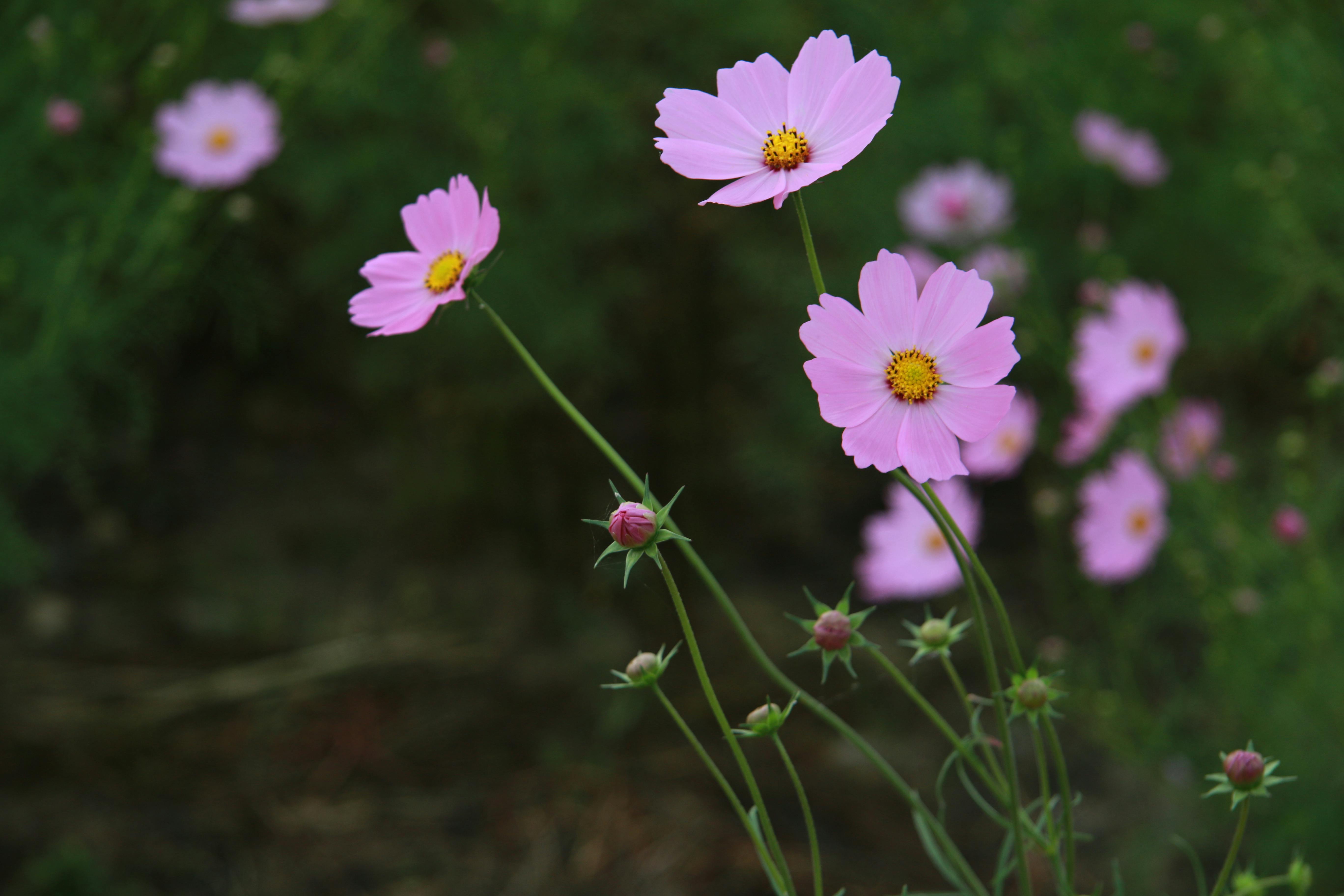 color full flower