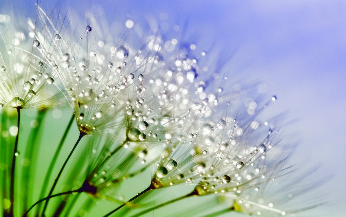 dandelion flower