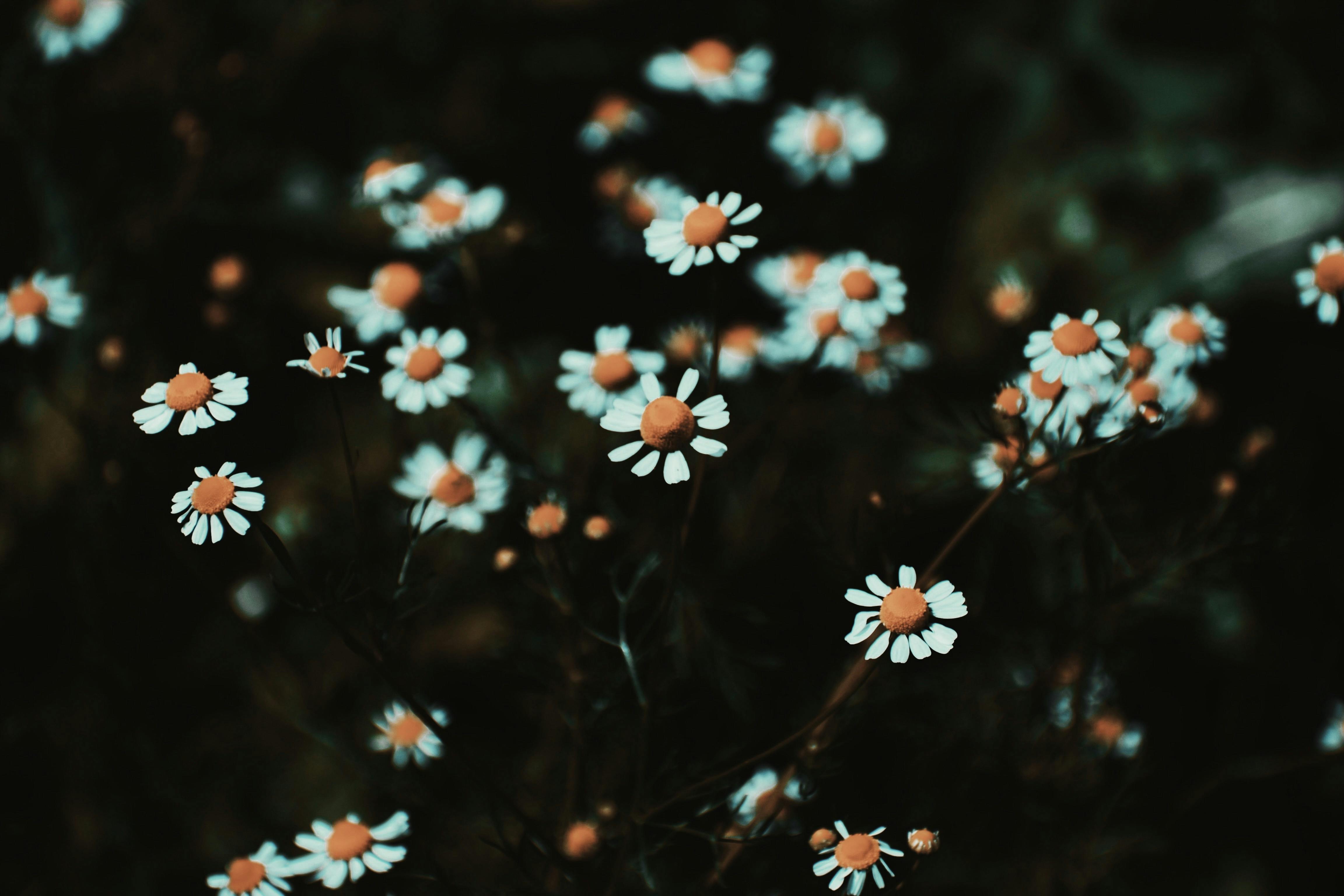 daisy flower