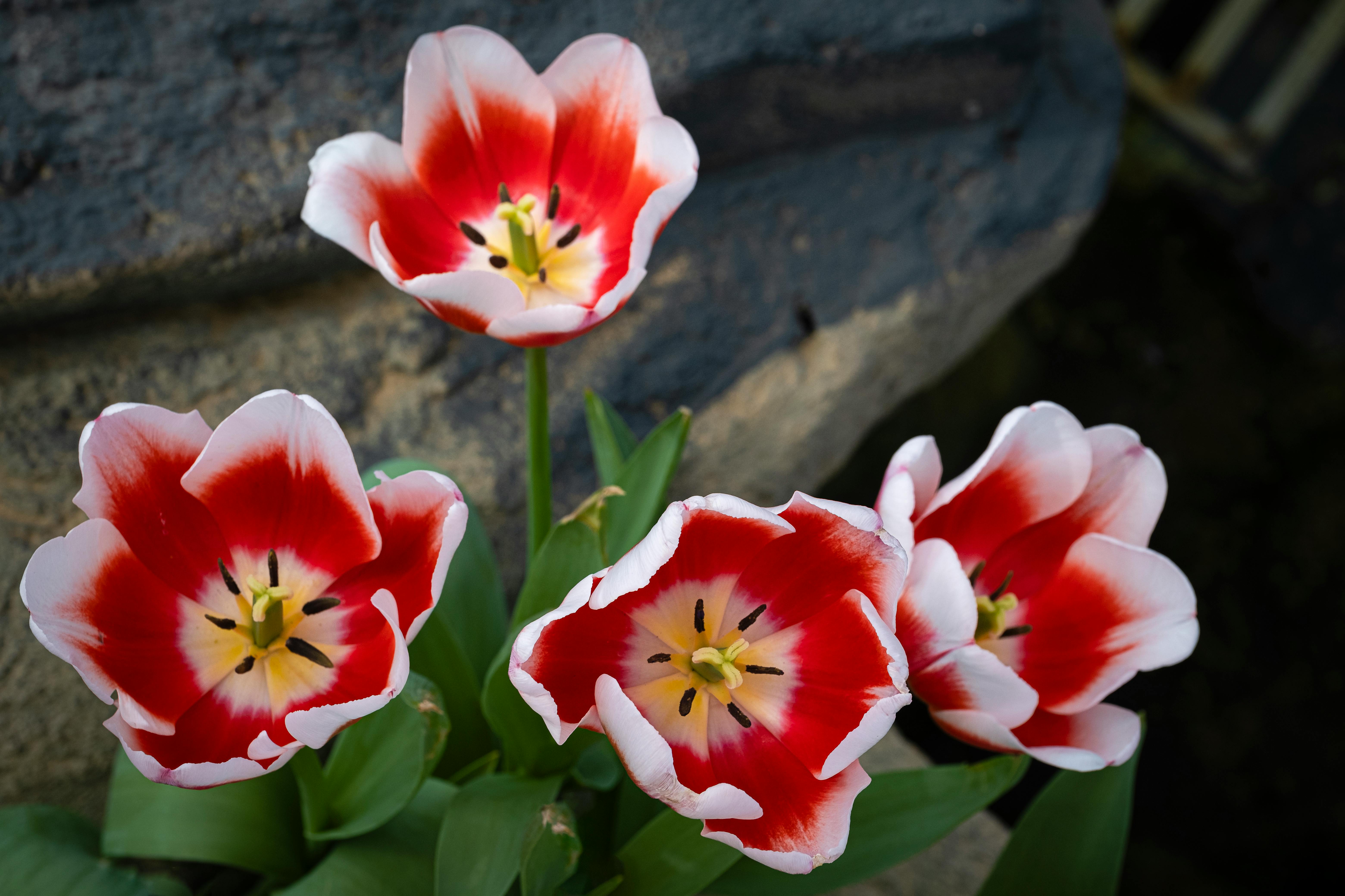 tulip flower